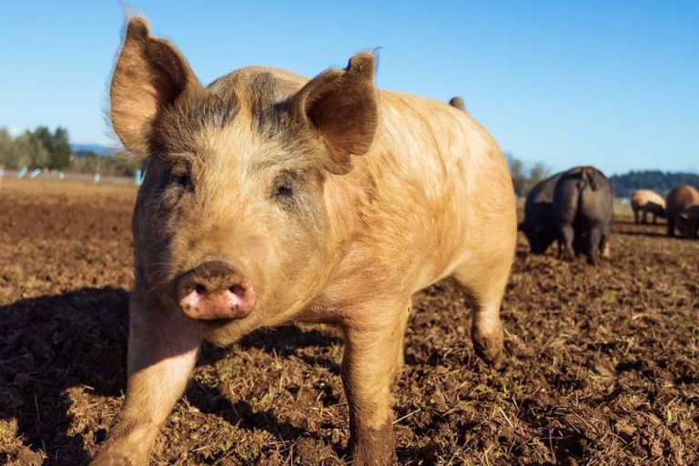 Bacon Bad: China Faces Surge In African Swine Fever