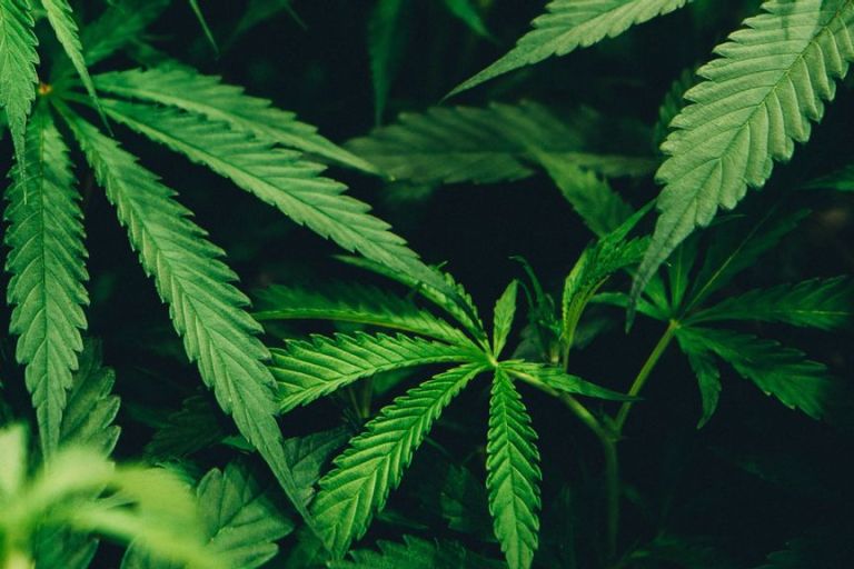 New Synthetic Molecules Could Transform Cannabis Treatment
