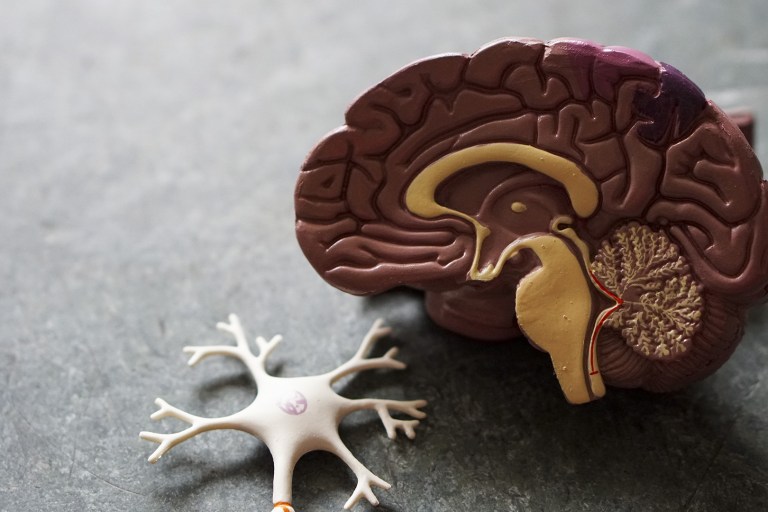 Neuroscientists Roll Out First Comprehensive Atlas Of Brain Cells