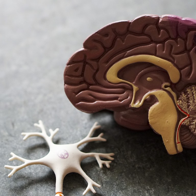 Neuroscientists Roll Out First Comprehensive Atlas Of Brain Cells