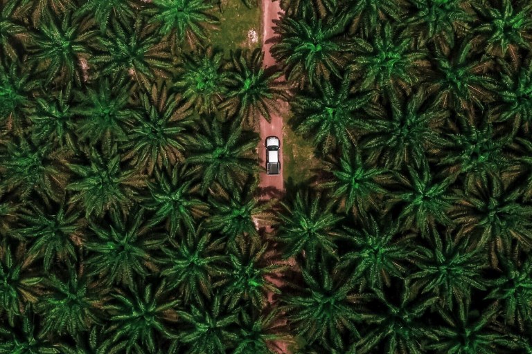 India Loves Palm Plantations At The Risk Of Tropical Forests