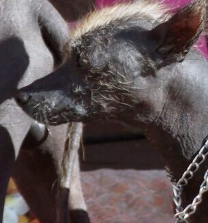 What is the Animal Representing Each Latin American Country?