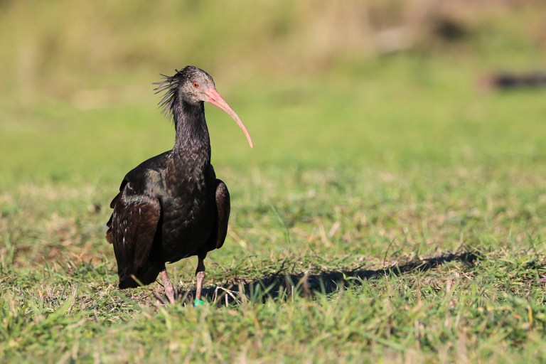VIDEO: Sick Slaughter: Endangered Ibis Shot And Left To Die In Agony By Hunters