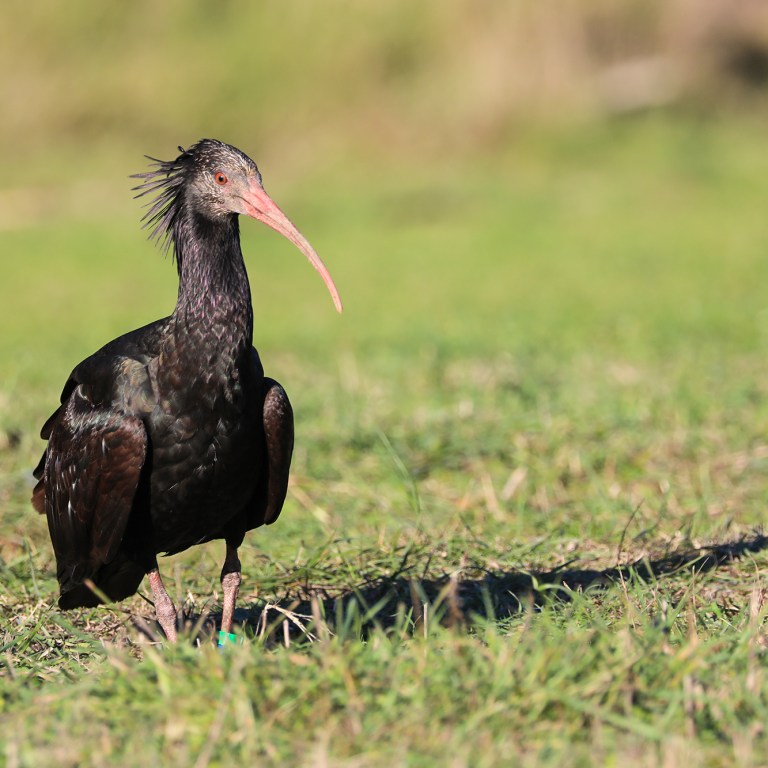 VIDEO: Sick Slaughter: Endangered Ibis Shot And Left To Die In Agony By Hunters