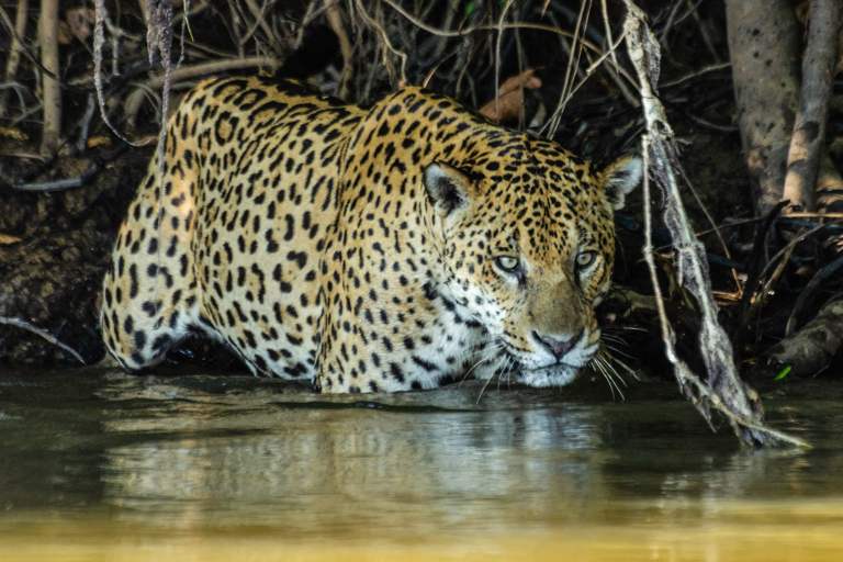 VIDEO: Sea-Type Jaguars: Isolated Big Cats Have Taken To Eating Fish 