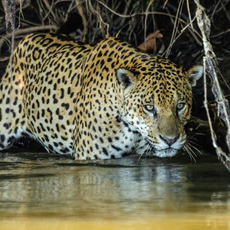 VIDEO: Sea-Type Jaguars: Isolated Big Cats Have Taken To Eating Fish 