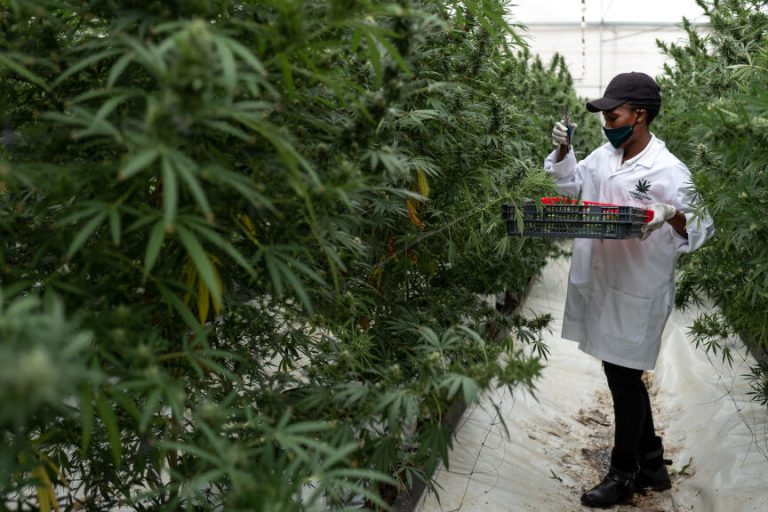 Chill Out Old Man: Cannabis Can Reduce Blood Pressure In Seniors, Study Says