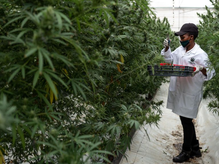 Chill Out Old Man: Cannabis Can Reduce Blood Pressure In Seniors, Study Says