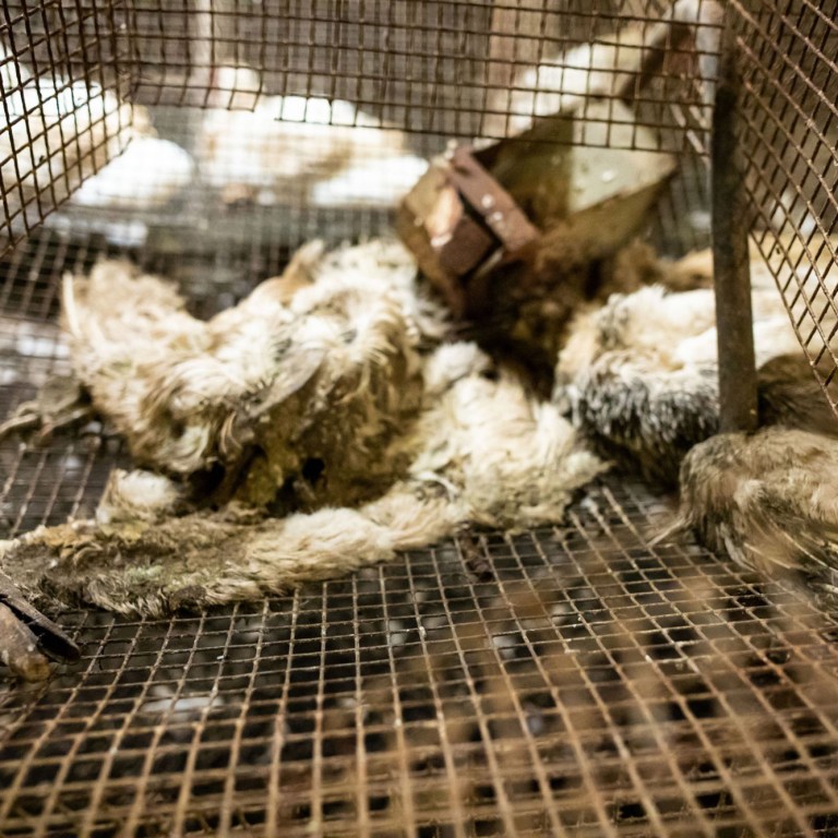 Gruesome Images Show True Cost of Gourmet Foie Gras