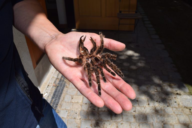 Untangling Webs of Fear: ‘Therapy Tarantula’ Treats People with Arachnophobia