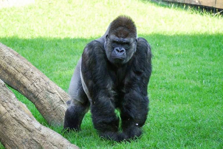 VIDEO: Apey Birthday To Zoo: Joint Birthday Bash For 2 Wildlife Park Gorillas