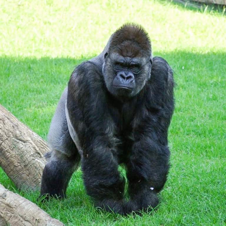 VIDEO: Apey Birthday To Zoo: Joint Birthday Bash For 2 Wildlife Park Gorillas