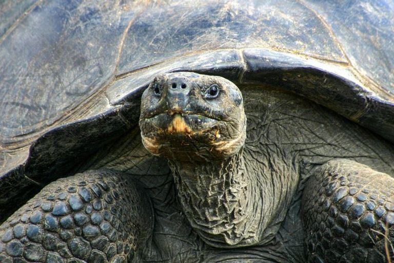 Devastador: Asesinadas quince tortugas gigantes de las Galápagos 