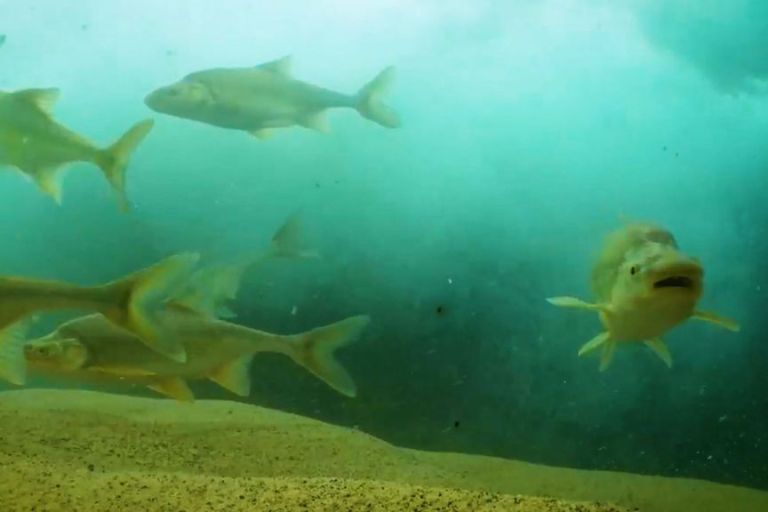 VIDEO: US Fish And Wildlife Service Celebrates As Endangered Colorado River Fish Numbers Pick Up