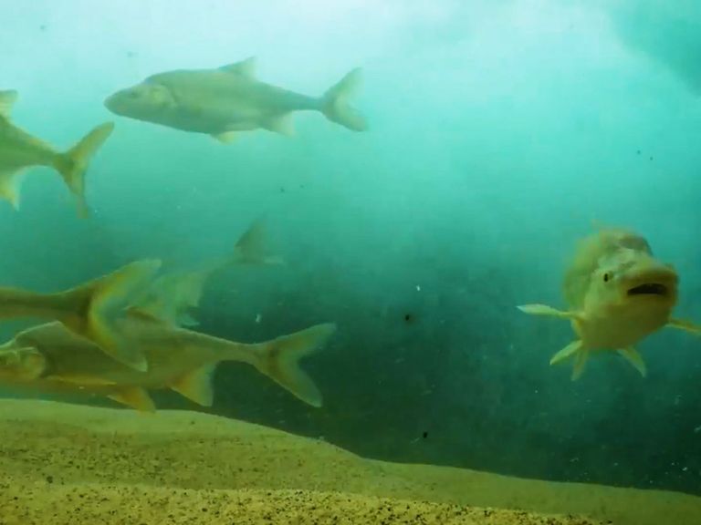 VIDEO: US Fish And Wildlife Service Celebrates As Endangered Colorado River Fish Numbers Pick Up