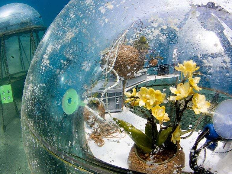 VIDEO: Wave Goodbye To Fields: Futuristic Farm Grows Crops Under The Ocean