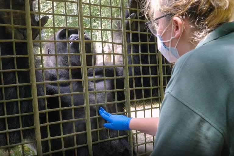 VIDEO: Kong Flu: Gorillas And Orangutans Get COVID Vax