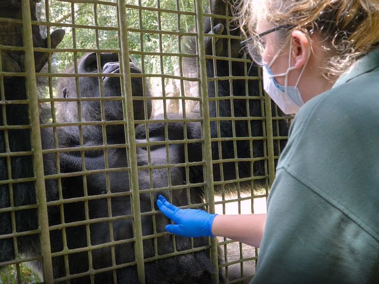 VIDEO: Kong Flu: Gorillas And Orangutans Get COVID Vax