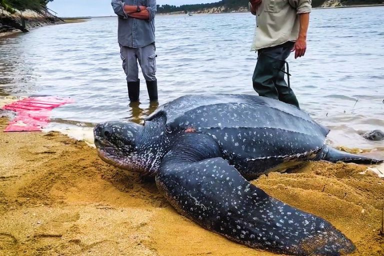 VIDEO: Flipping Marvelous: Huge Stranded Turtle Saved And Returned To Sea