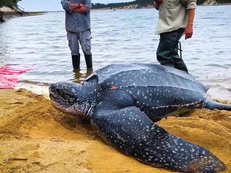 VIDEO: Flipping Marvelous: Huge Stranded Turtle Saved And Returned To Sea