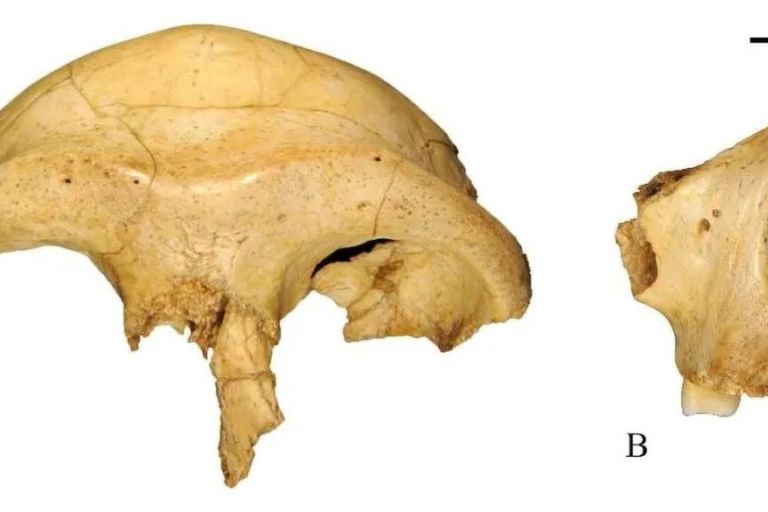 Face First: World’s ‘Oldest Modern Human’ Restored To Reveal Face