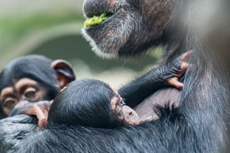 VIDEO: Adorable Baby Chimp Adopted By Aunt After Mom’s Mystery Illness