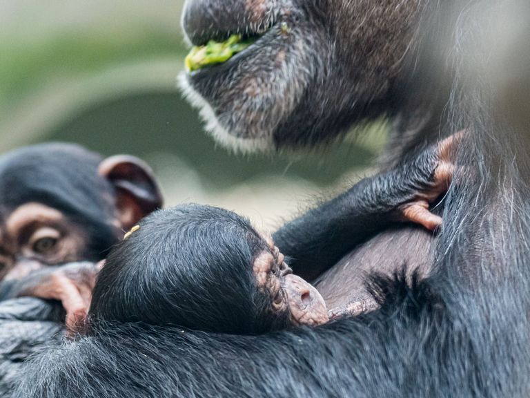 VIDEO: Adorable Baby Chimp Adopted By Aunt After Mom’s Mystery Illness