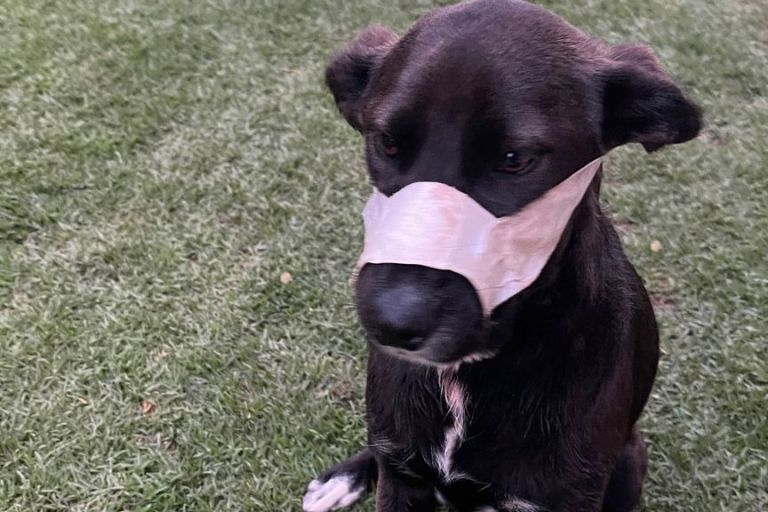 Dog Shot In Face While Helping To Protect Homeowners From Burglars