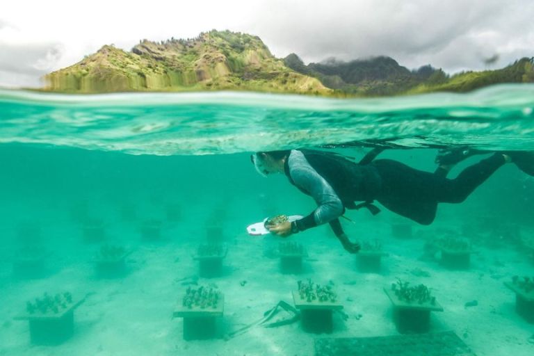 VIDEO What A Re-Reef! Undersea Coral Gardens Could Save Threatened Colonies