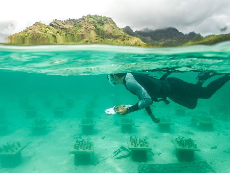 VIDEO What A Re-Reef! Undersea Coral Gardens Could Save Threatened Colonies