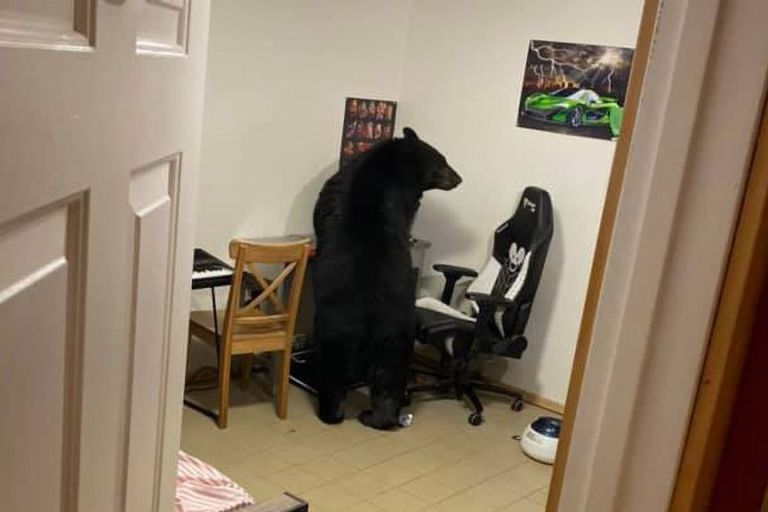 Wrecks Box: Huge Black Bear Breaks Into Family Home And Trashes Video Game Gear