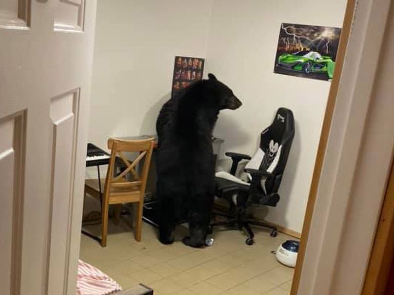 Wrecks Box: Huge Black Bear Breaks Into Family Home And Trashes Video Game Gear