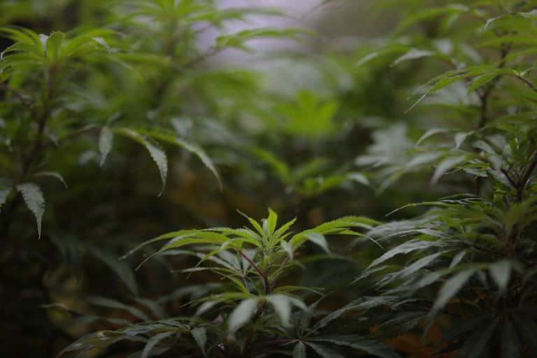 Cannabis Causes Birth Defects In Some Mice, Study Finds
