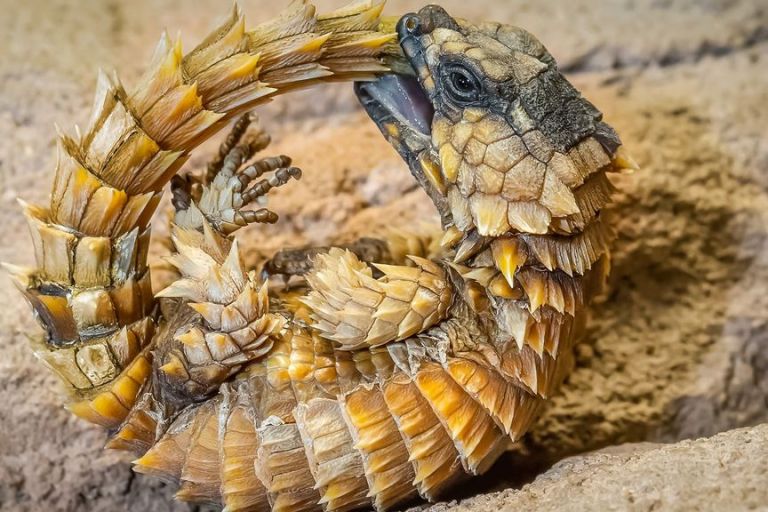 VIDEO: Aaaah-Madillo Lizard Babies Charm Fans  