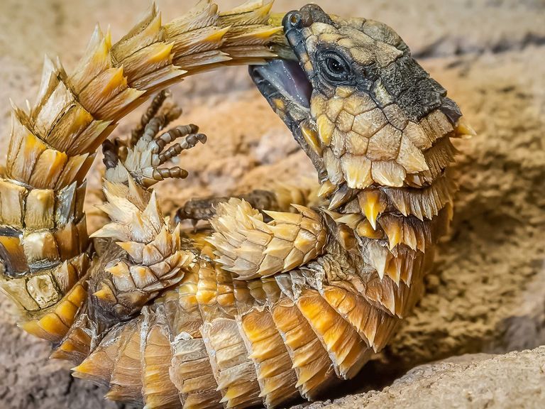 VIDEO: Aaaah-Madillo Lizard Babies Charm Fans  