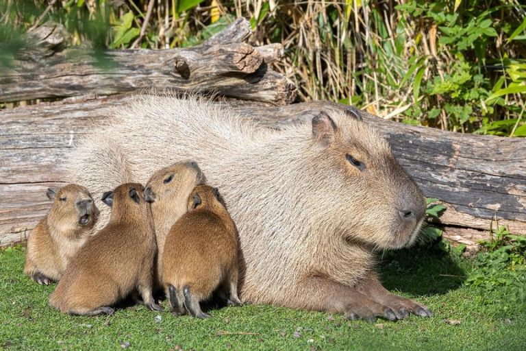 VIDEO: You Flirty Rats: Capybara Couple Give Birth To 4 Pups