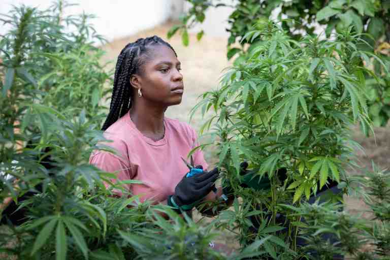 This holiday season Blacks can learn to cultivate cannabis at home