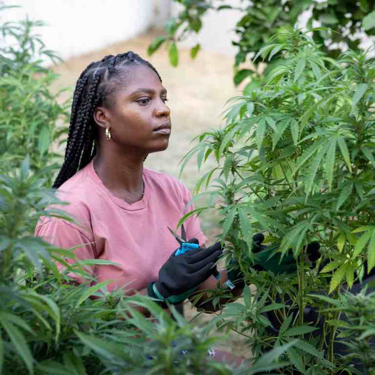 This holiday season Blacks can learn to cultivate cannabis at home