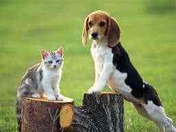 For the love of the Pets and Keeping them healthy through the winter