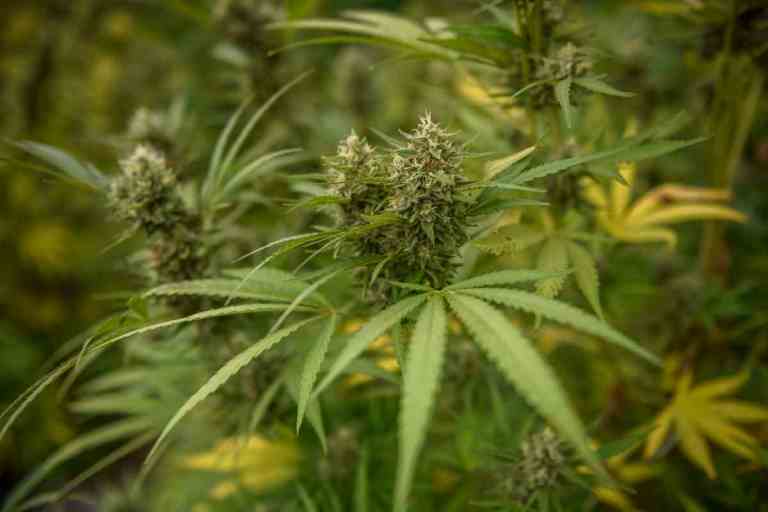 House Votes to Decriminalize Marijuana, But will it fires up?