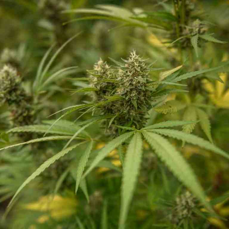 House Votes to Decriminalize Marijuana, But will it fires up?