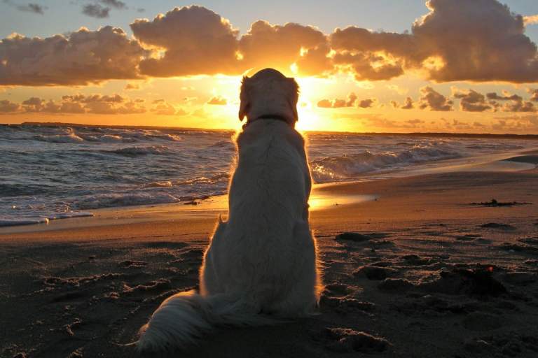 Dog Love: Sharing my days in and days out with my beloved dog Rocket