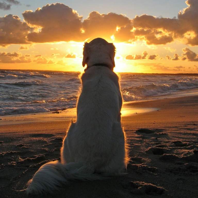 Dog Love: Sharing my days in and days out with my beloved dog Rocket