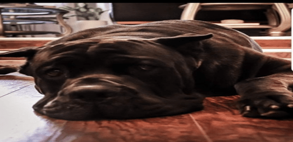 My pet’s life: Feeding my dog Rocket quality products to keep him vibrant