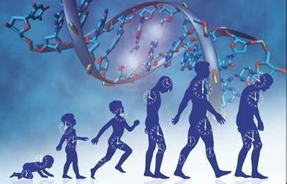 Chronological Age vs. Biological Age: Will both ages appear on our health charts in the future?