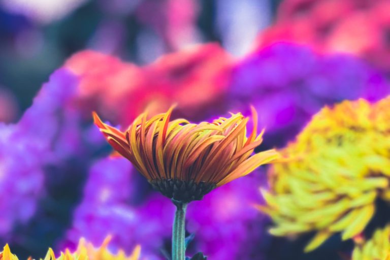 Poetry/Prose Corner: Lovingly, Gently & Graciously I Let Go….