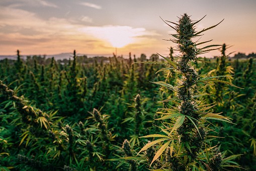 1st licensed social equity craft marijuana grower open for business in Illinois