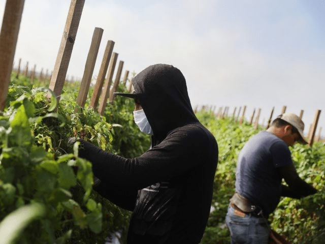 Black Americans Score Settlement Against U.S. Farms that Replaced Them with Foreign Workers