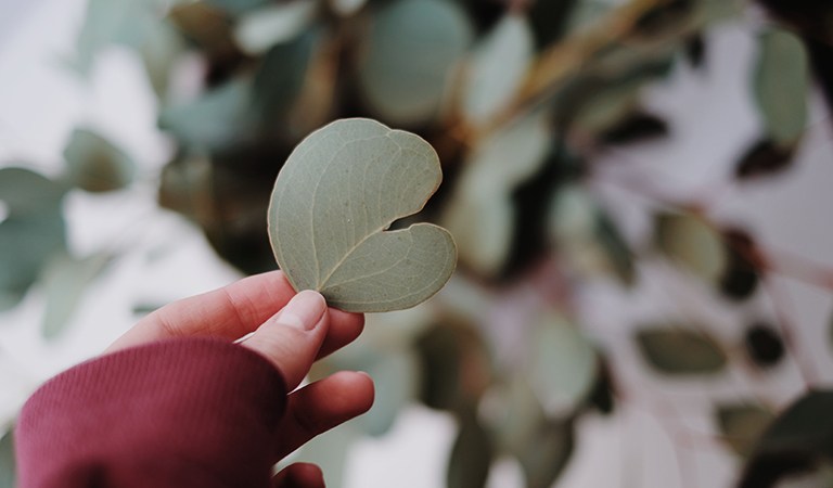 Health Matters: 5 Herbs That Boost Lung Health