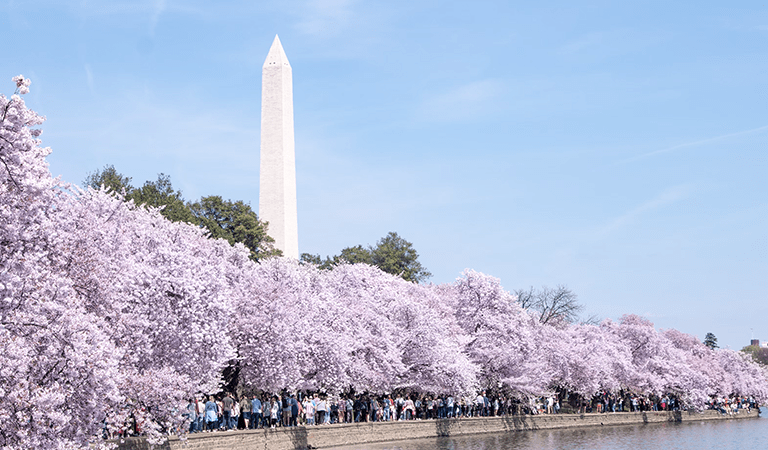 Spring in DC: Cherry Blossoms, Arena Renovations, and Housing Market Trends: D.C.’s Week In Review